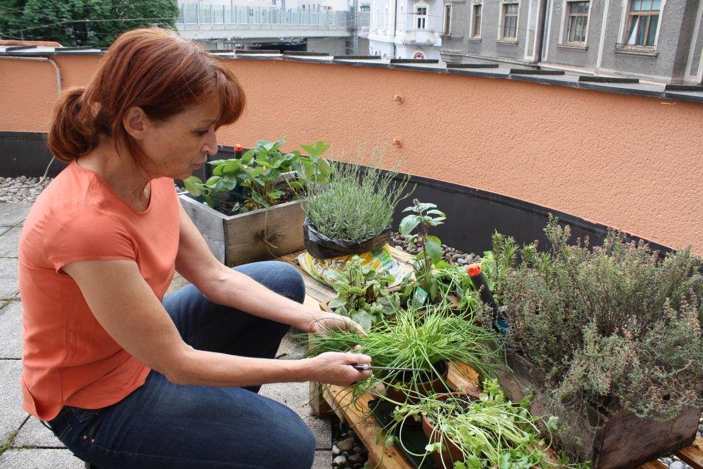 Urban Gardening bei AVOS
