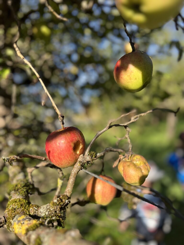 Obstgarten - Apfel